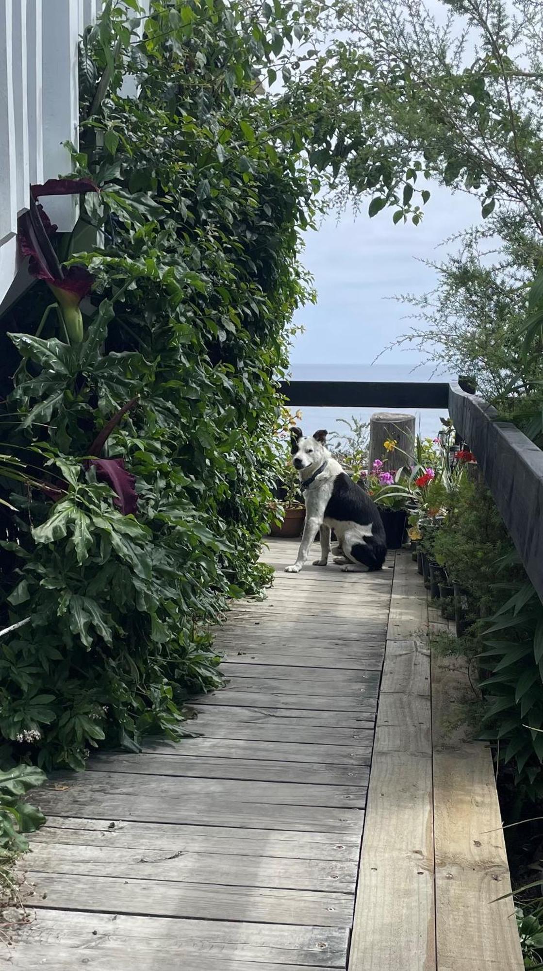 Lottin Point Motel Cape Runaway Eksteriør billede